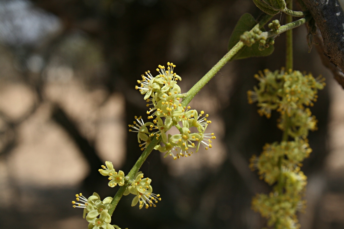 Lannea schweinfurthii Lannea schweinfurthii