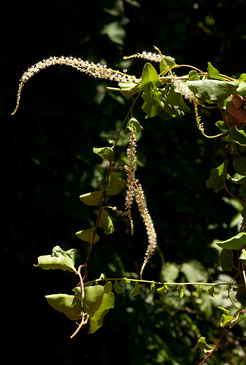 Anredera cordifolia Anredera cordifolia