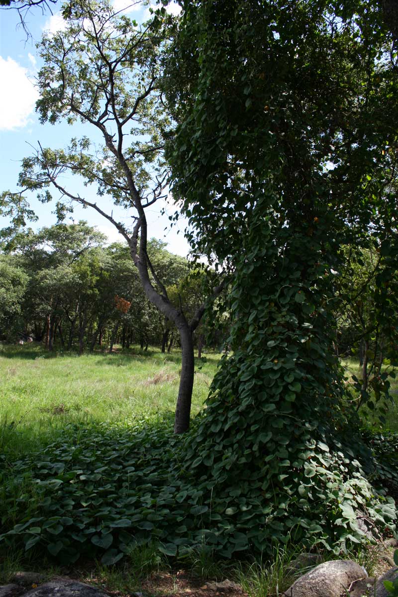 Stictocardia beraviensis Stictocardia beraviensis