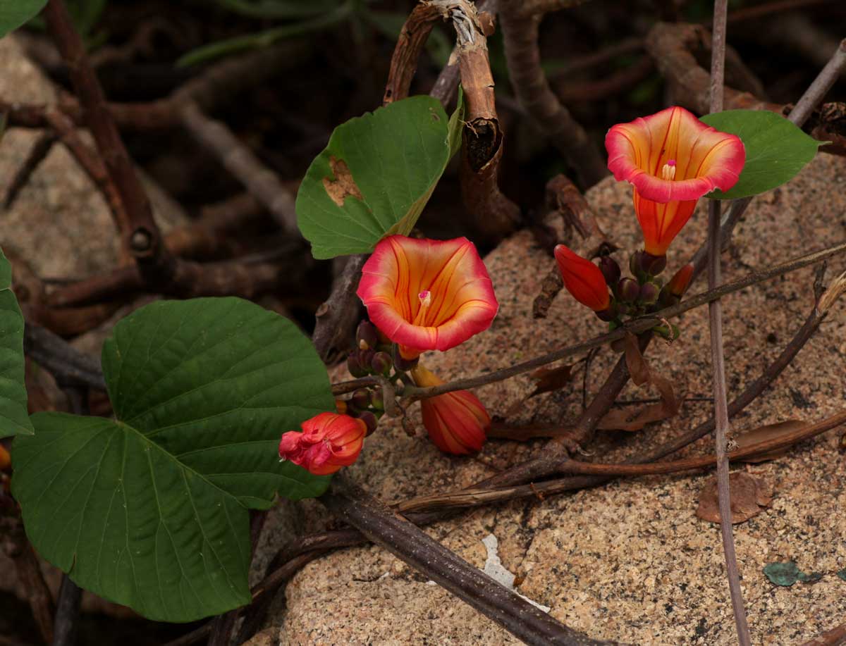Stictocardia beraviensis Stictocardia beraviensis