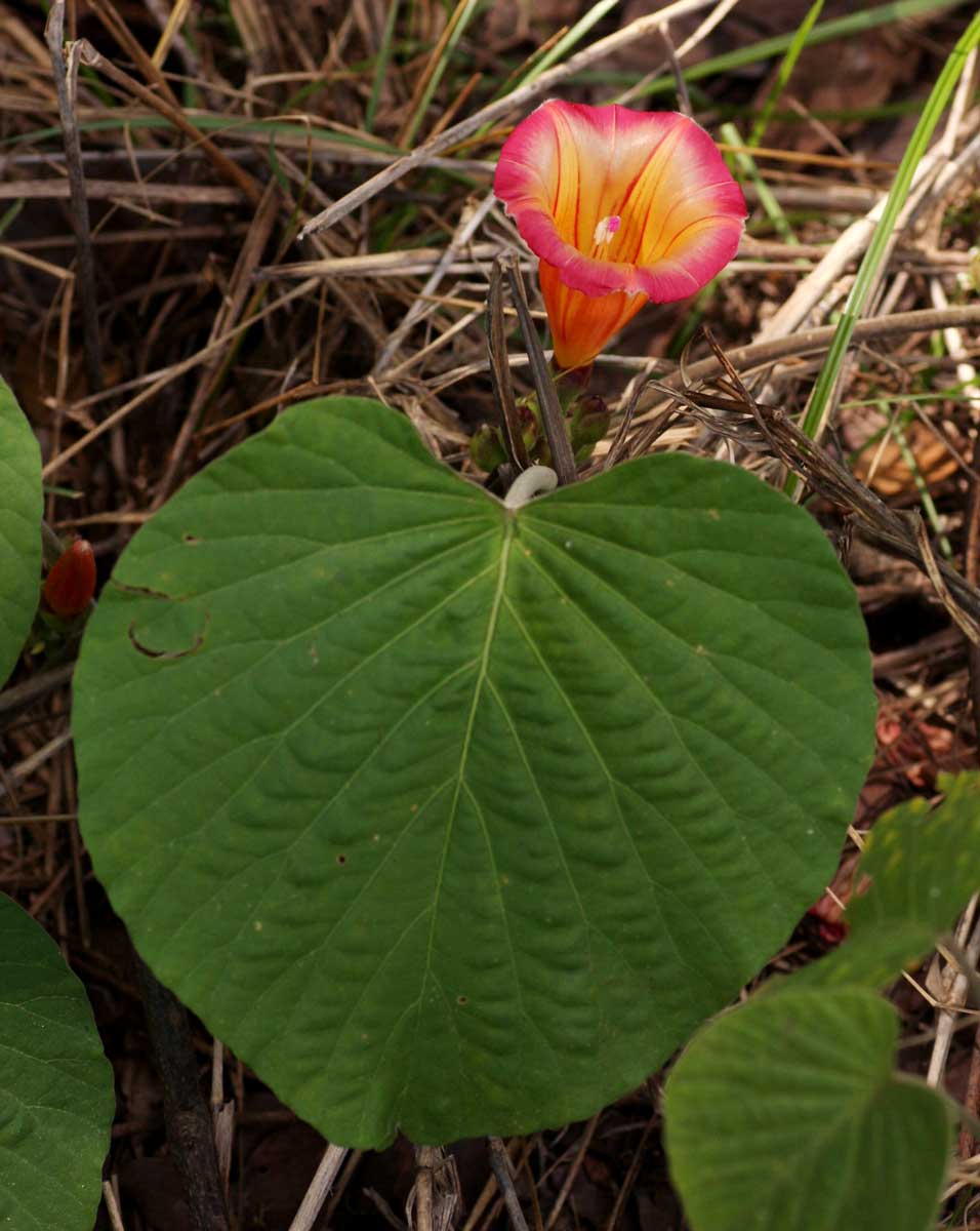 Stictocardia beraviensis Stictocardia beraviensis