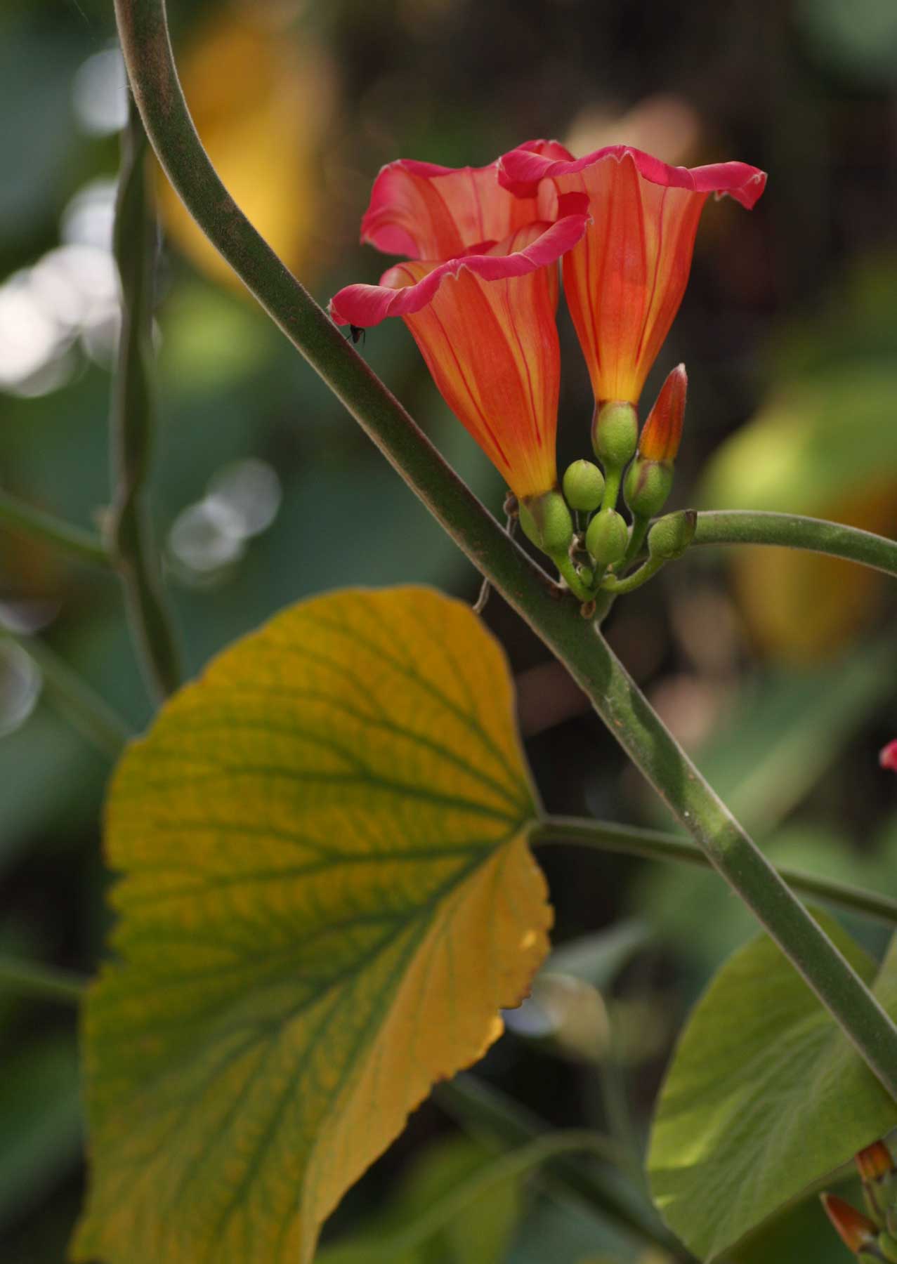 Stictocardia beraviensis Stictocardia beraviensis