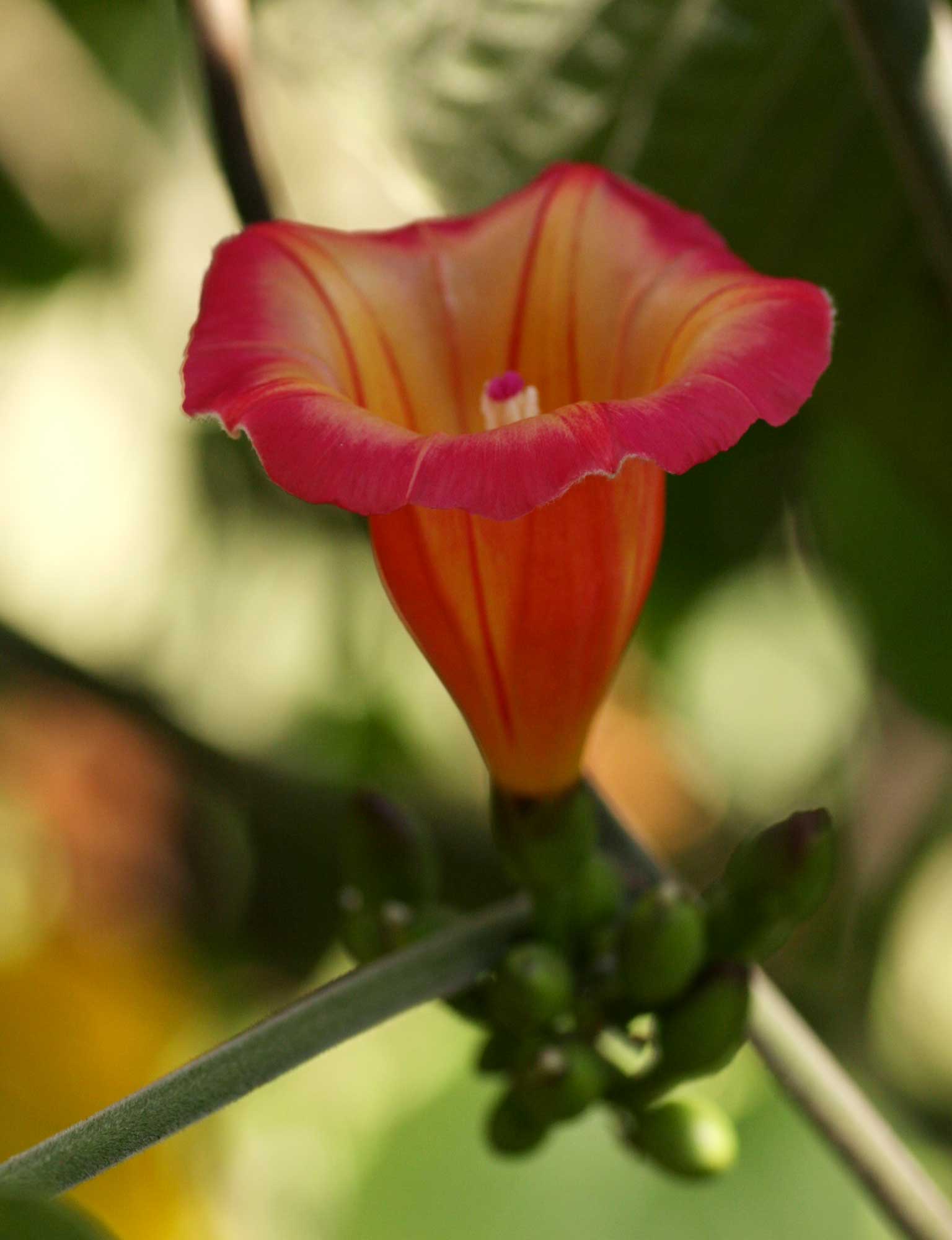 Stictocardia beraviensis Stictocardia beraviensis