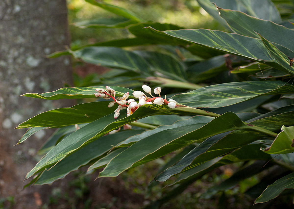 Alpinia zerumbet