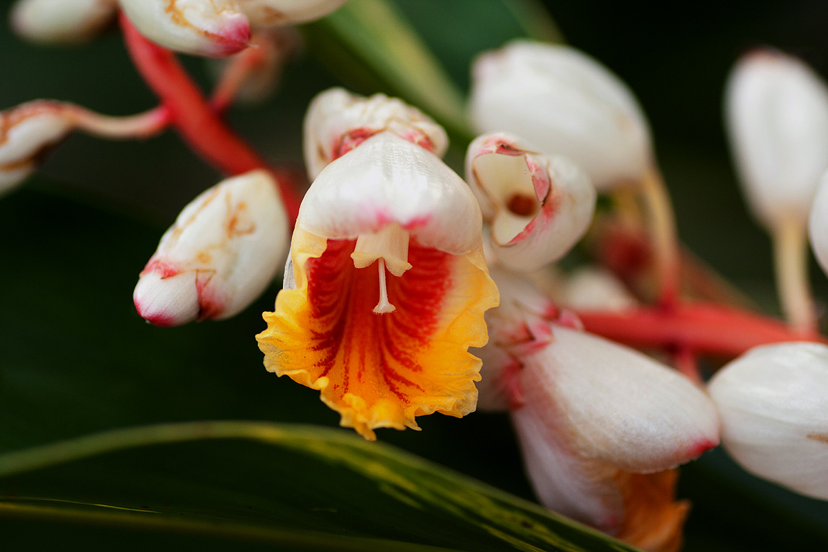 Alpinia zerumbet