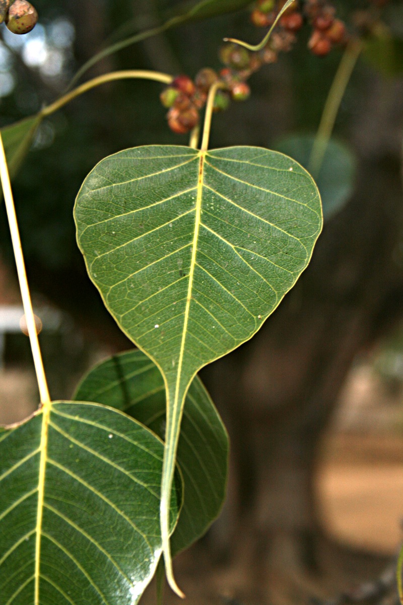 Ficus religiosa