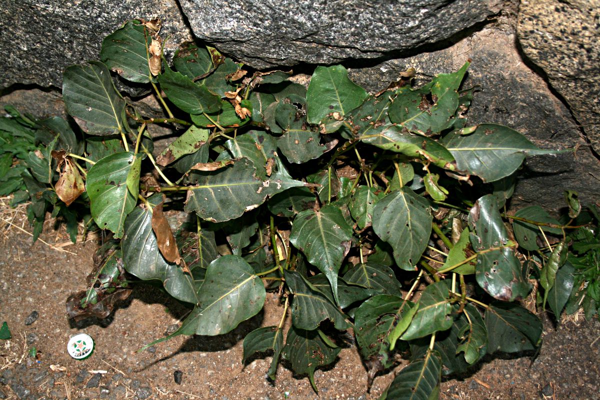 Ficus religiosa