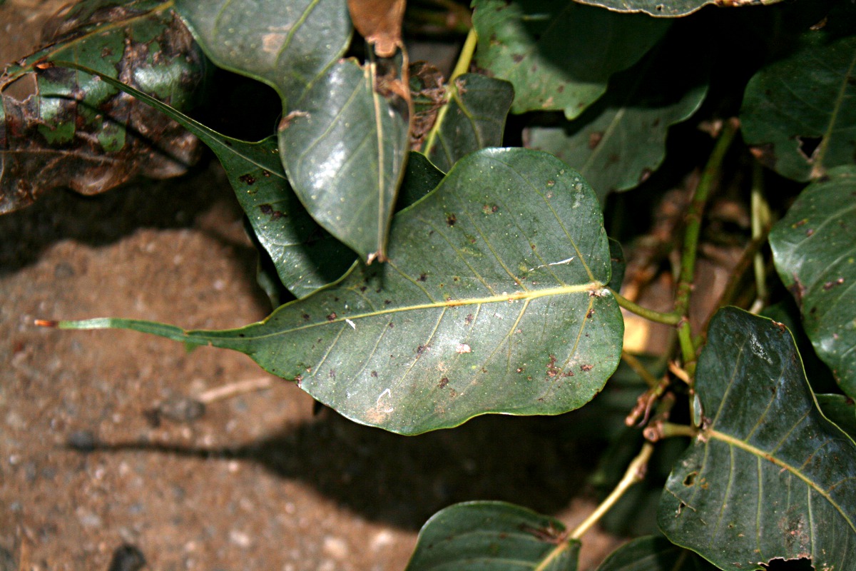 Ficus religiosa