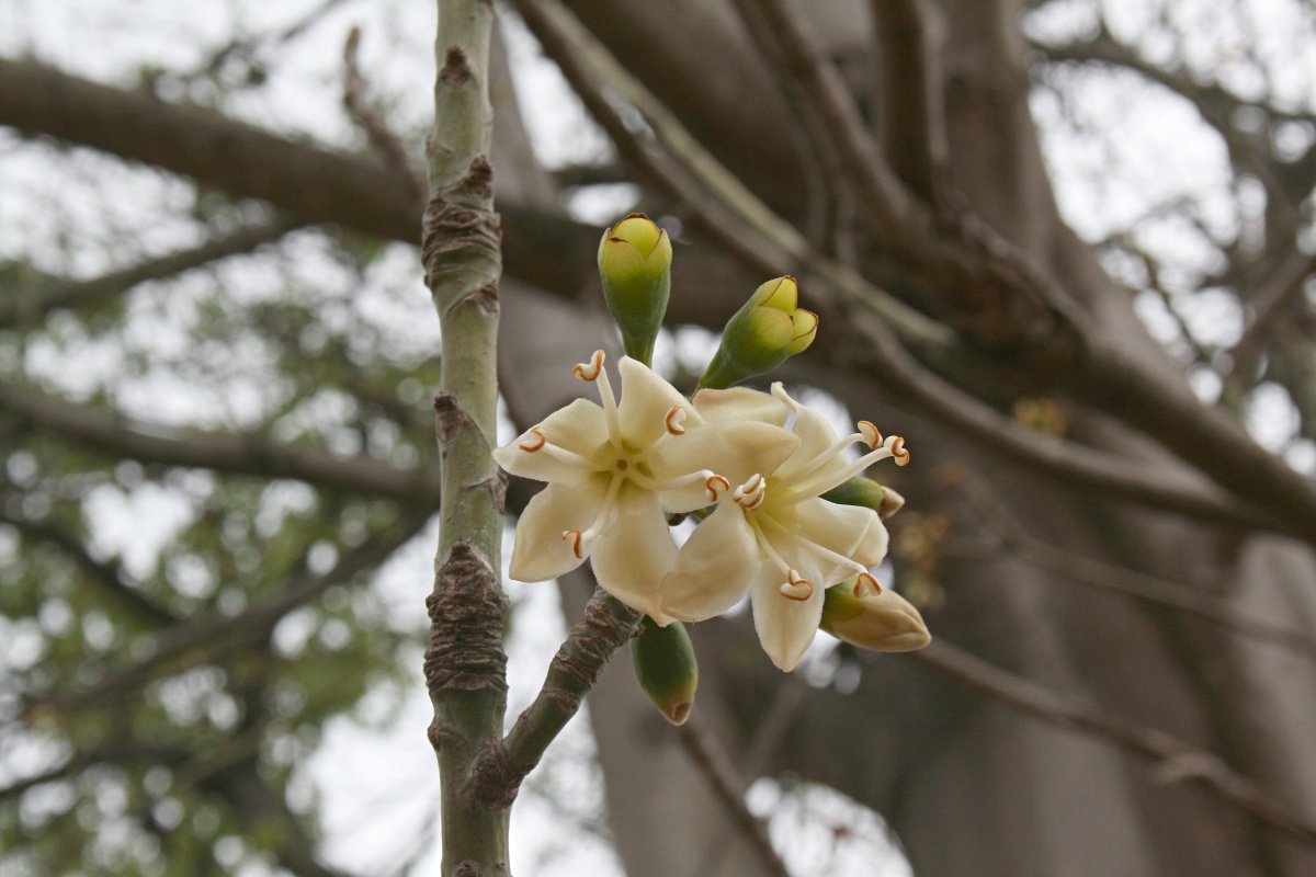 Ceiba pentandra Ceiba pentandra