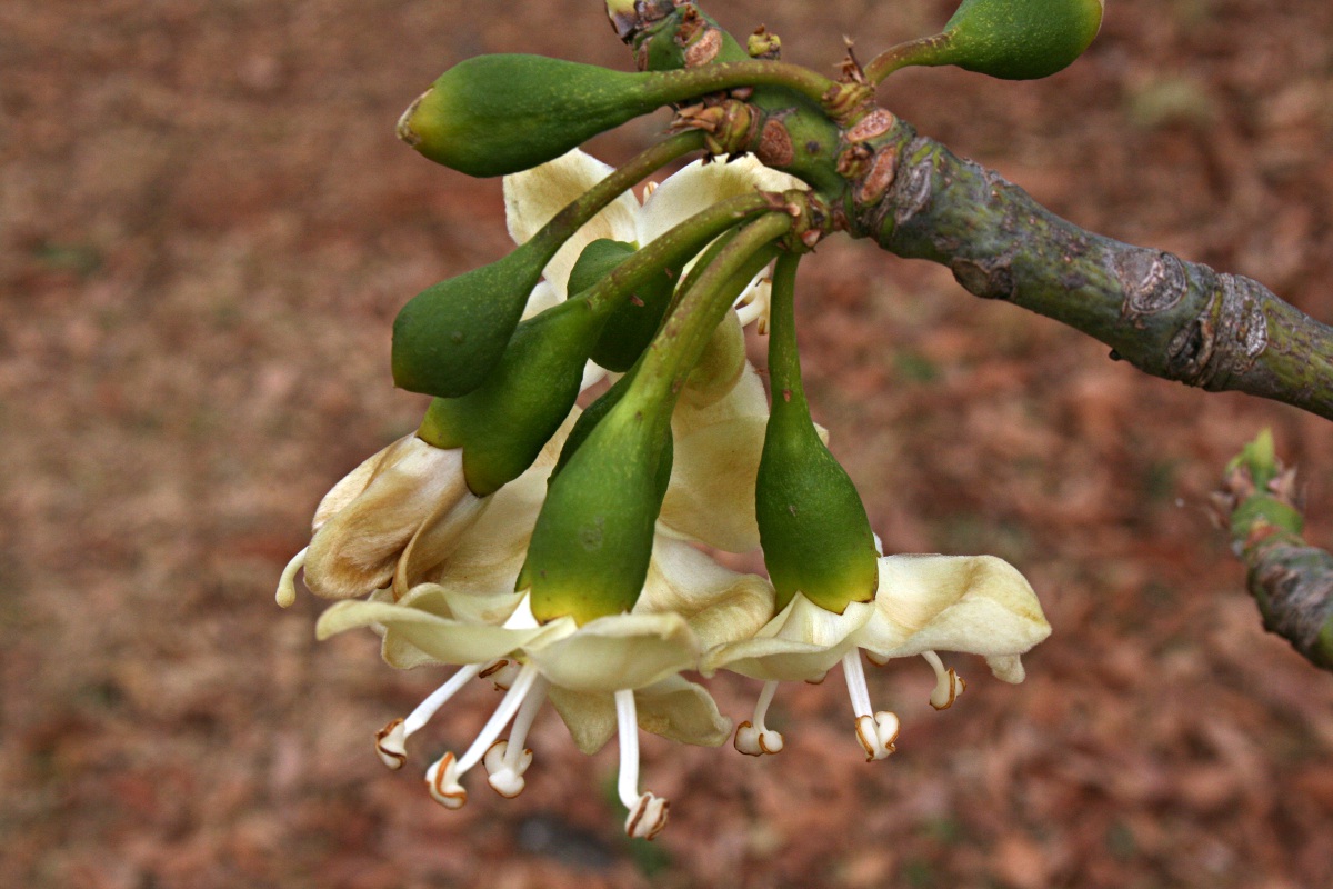 Ceiba pentandra
