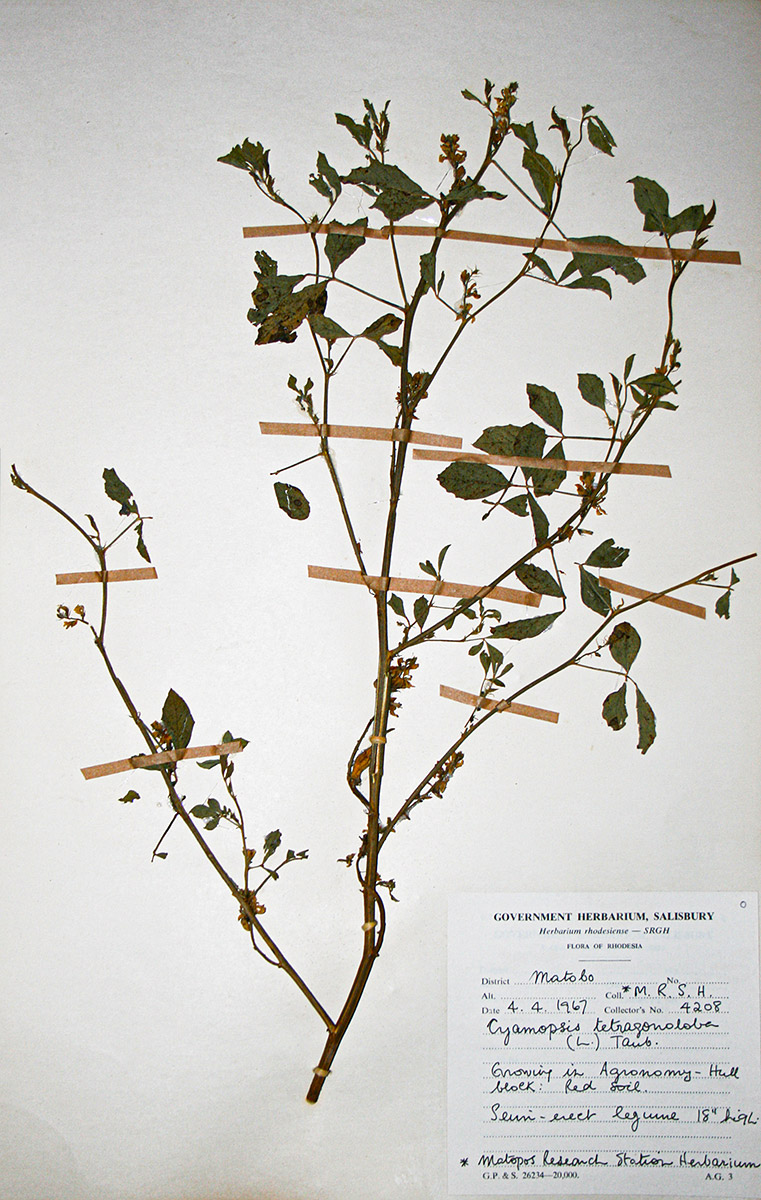 Cyamopsis tetragonoloba