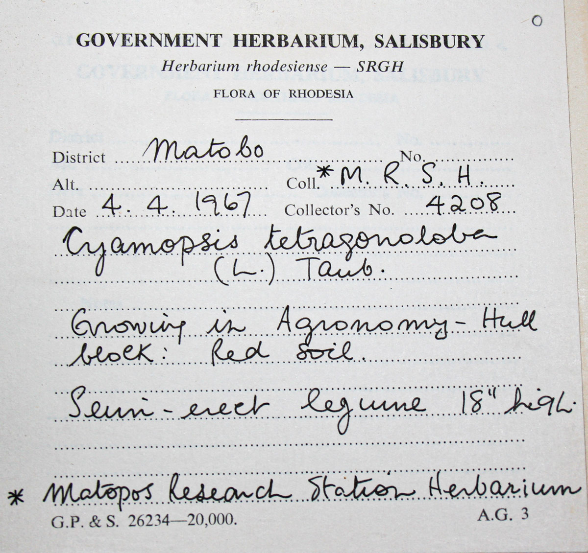 Cyamopsis tetragonoloba