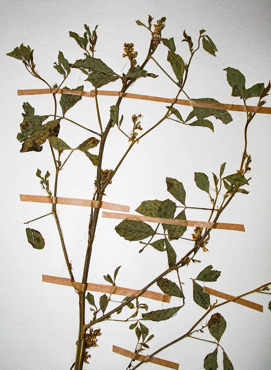 Cyamopsis tetragonoloba