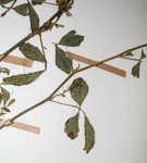 Cyamopsis tetragonoloba