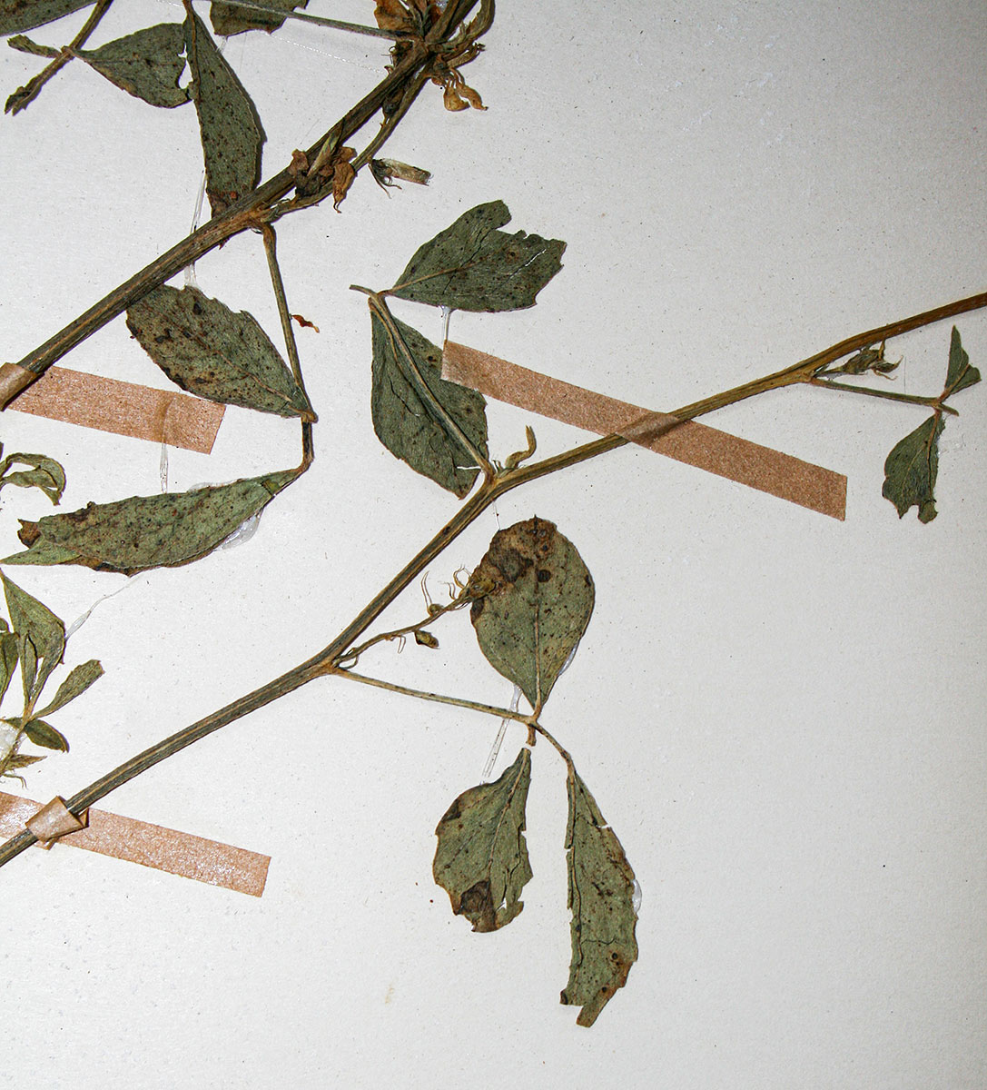 Cyamopsis tetragonoloba