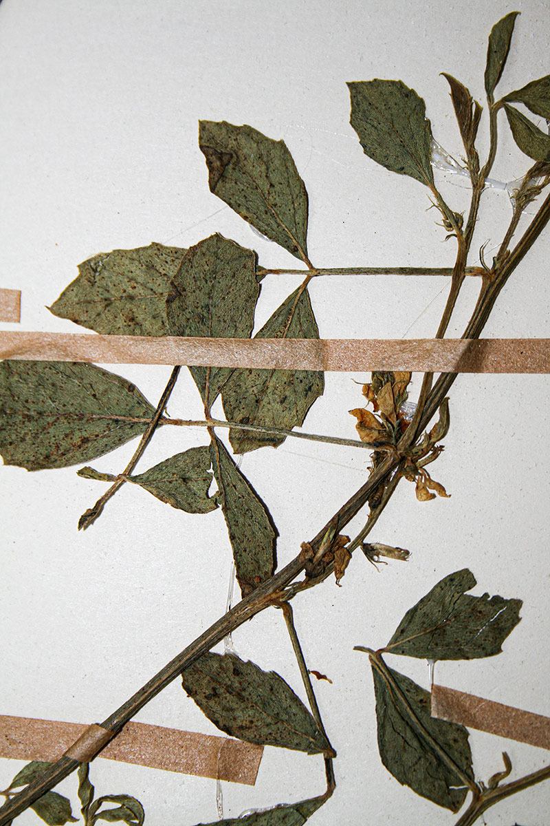 Cyamopsis tetragonoloba