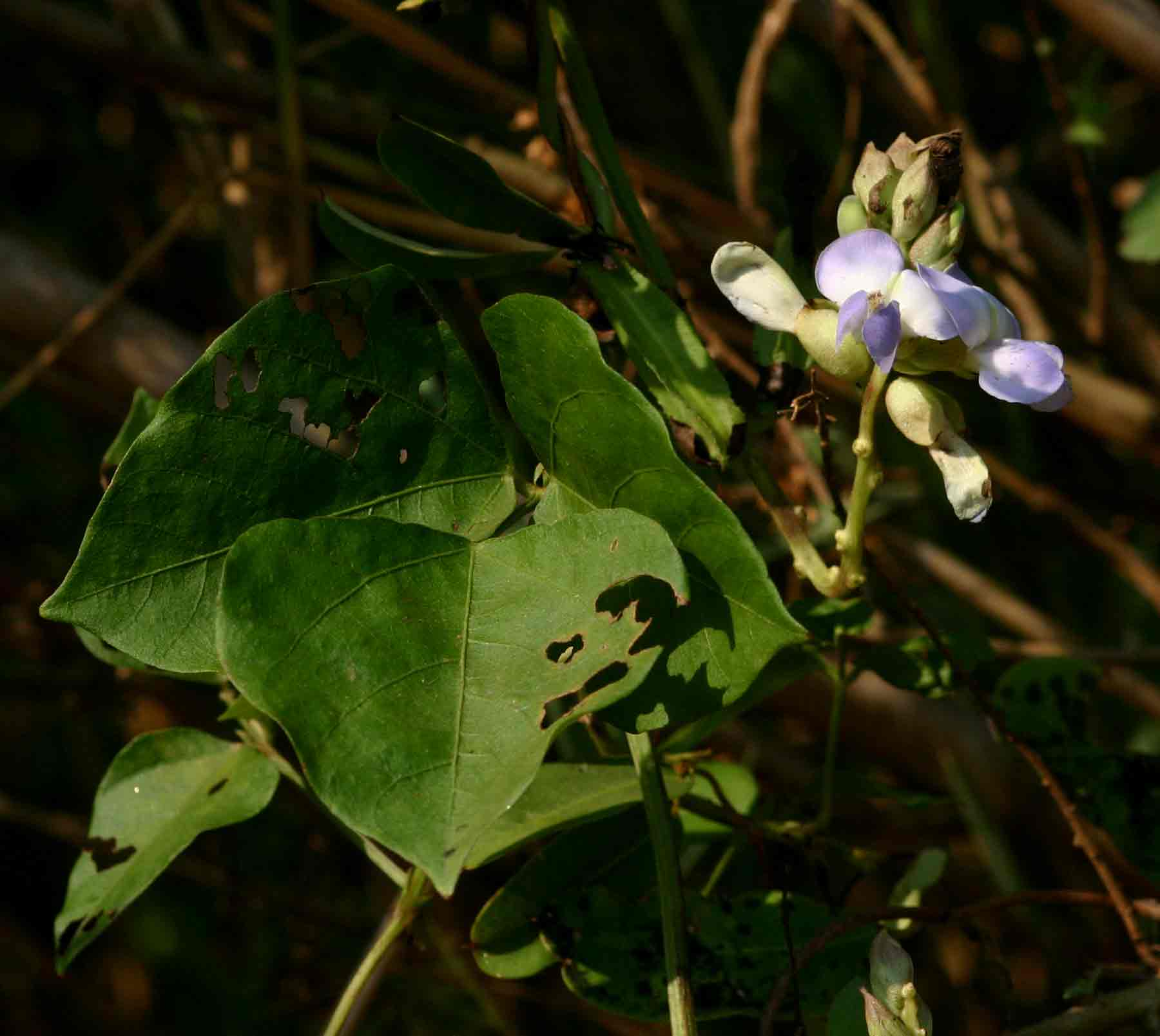 Psophocarpus scandens