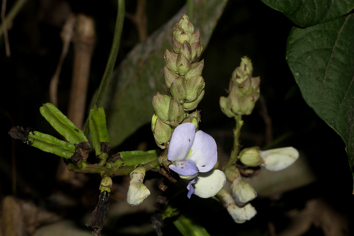 Psophocarpus scandens