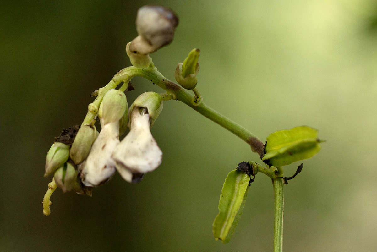 Psophocarpus scandens