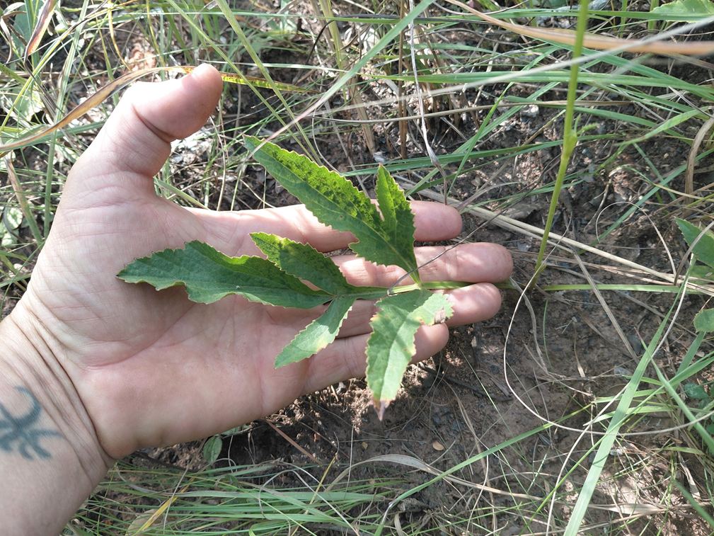 Pimpinella kassneri