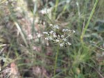 Pimpinella kassneri