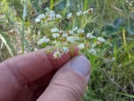 Pimpinella kassneri