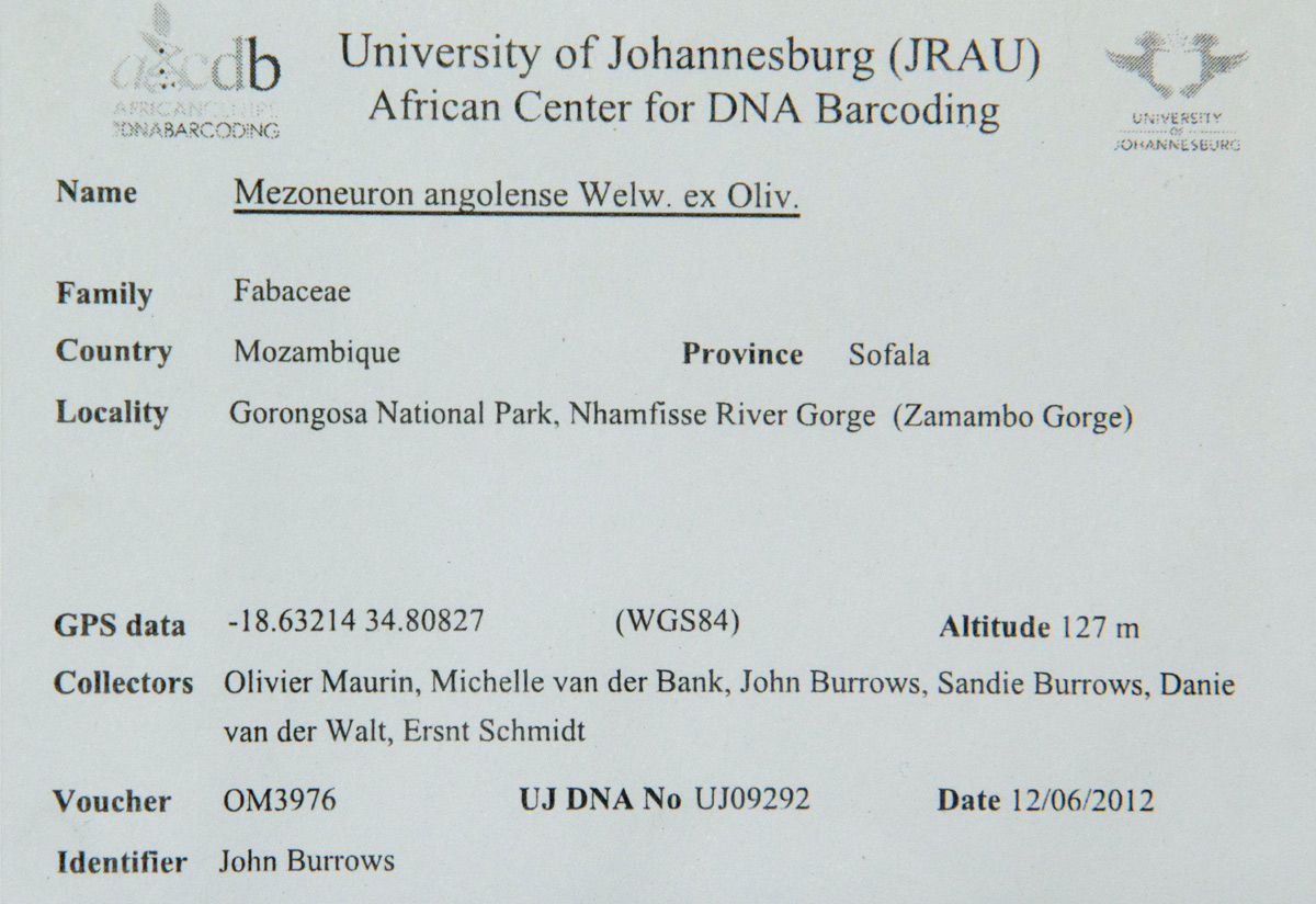 Mezoneuron angolense