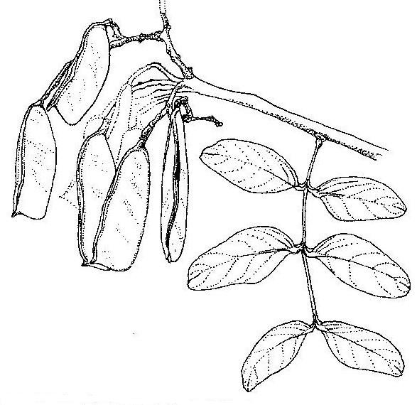 Julbernardia paniculata