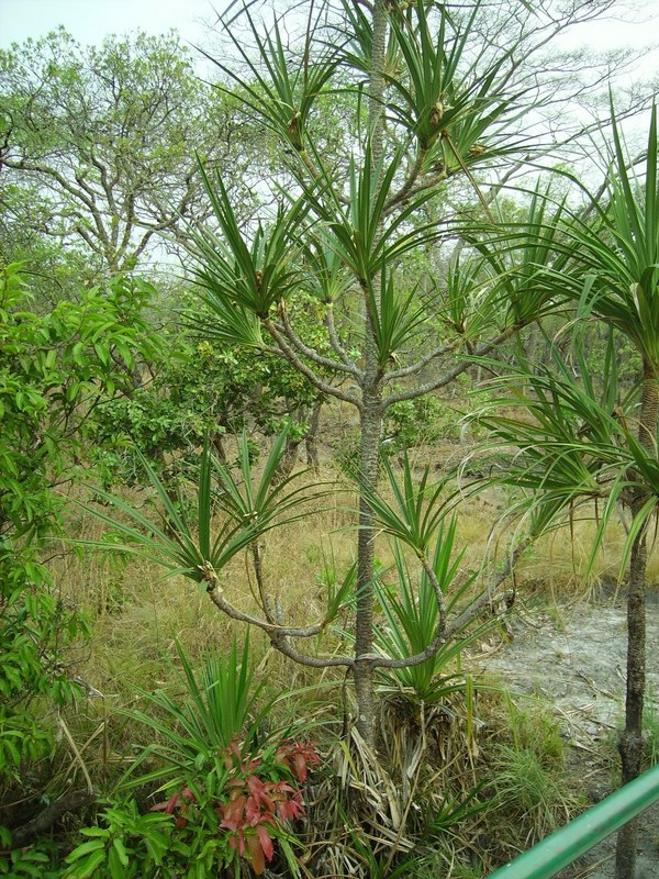 Pandanus livingstonianus Pandanus livingstonianus