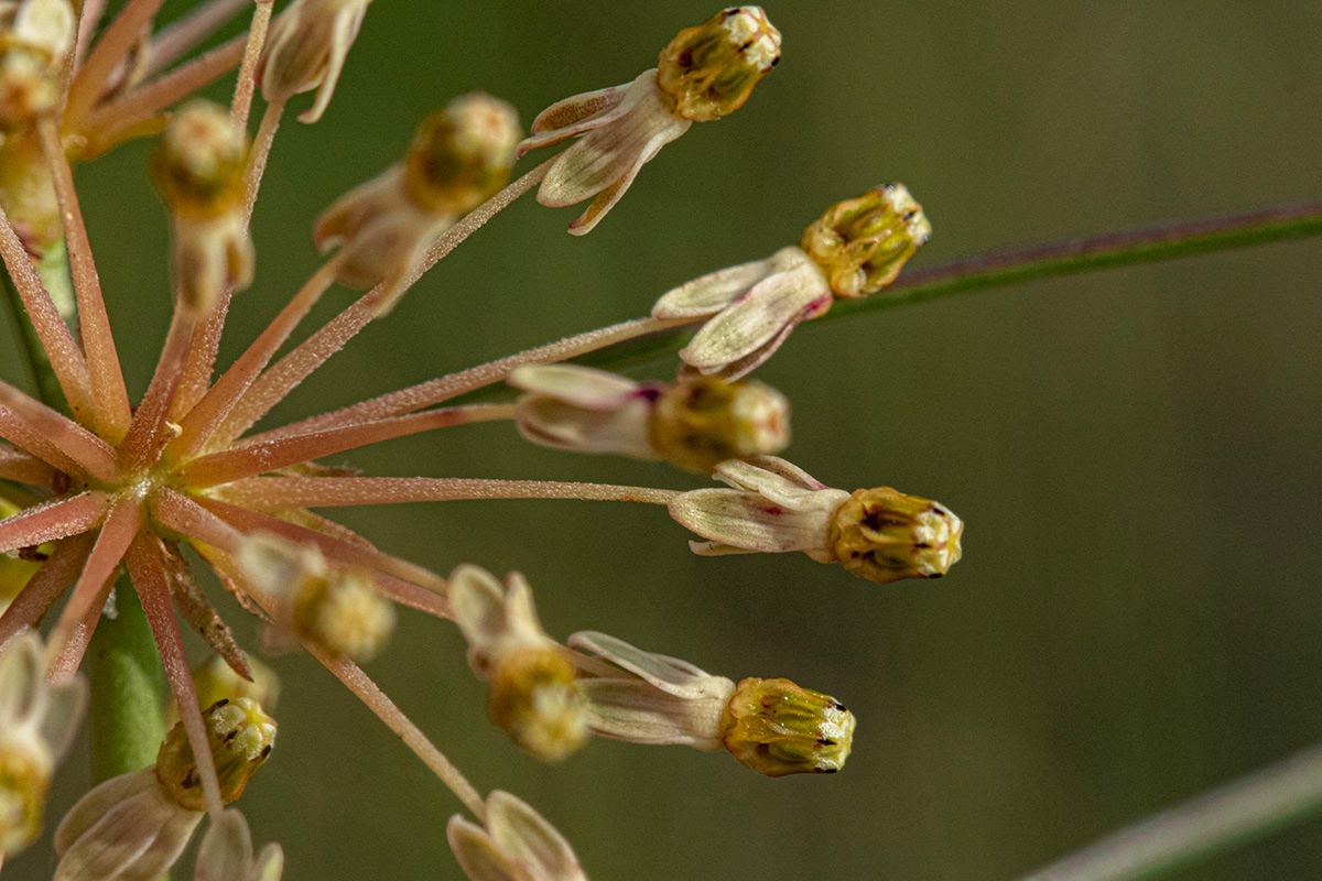 Xysmalobium holubii