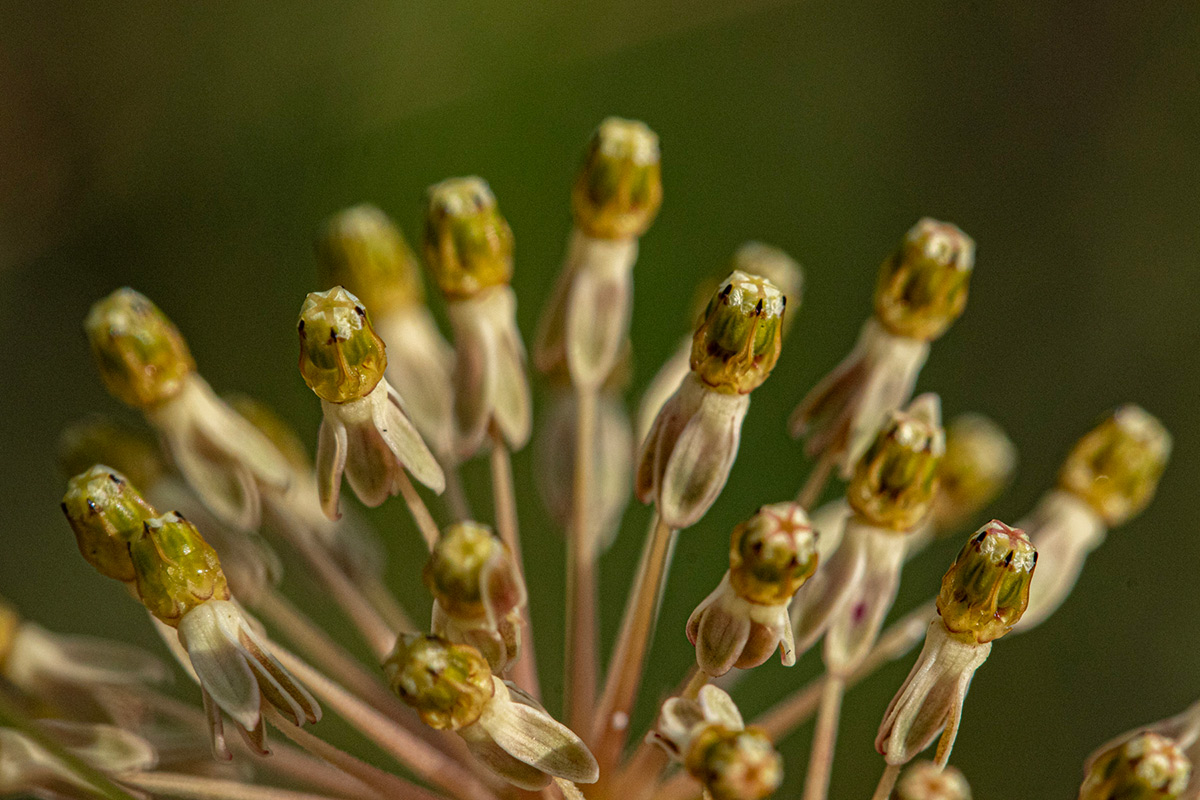 Xysmalobium holubii