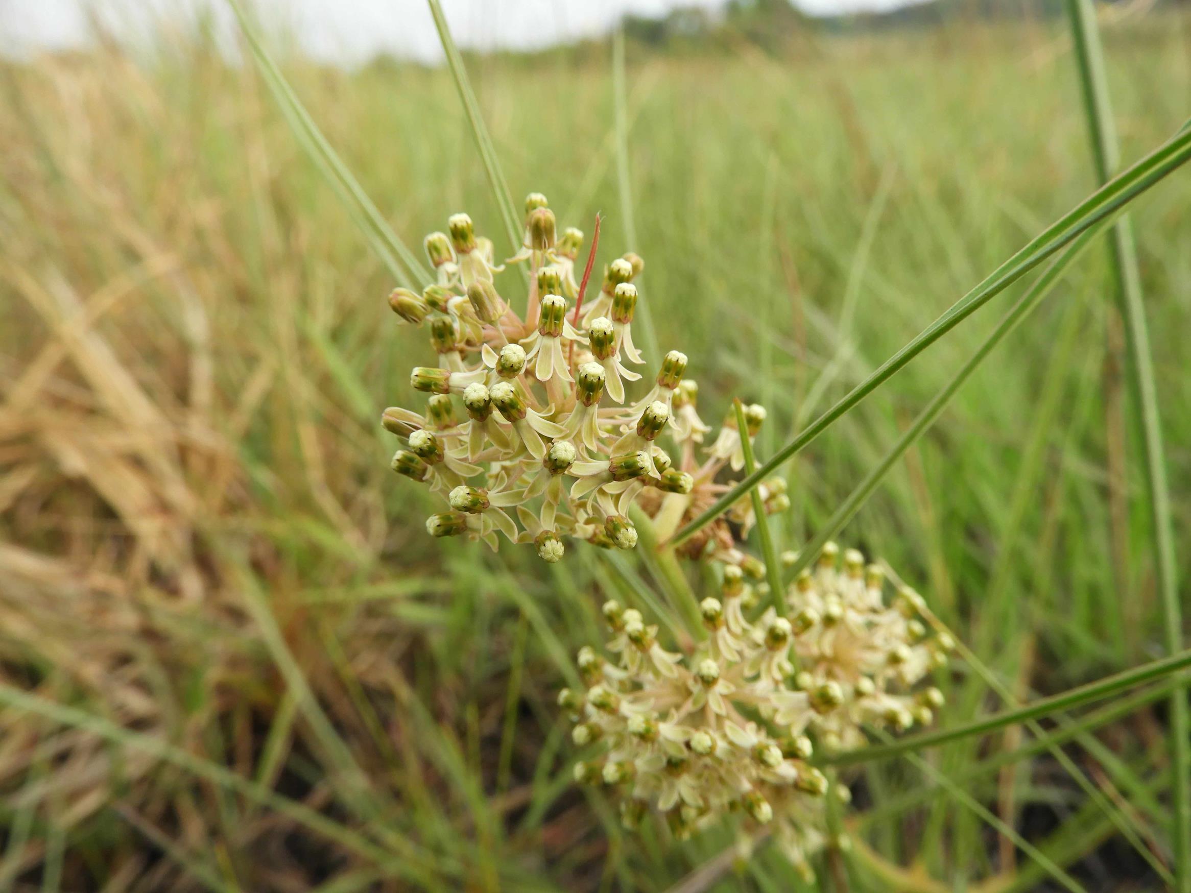 Xysmalobium holubii Xysmalobium holubii