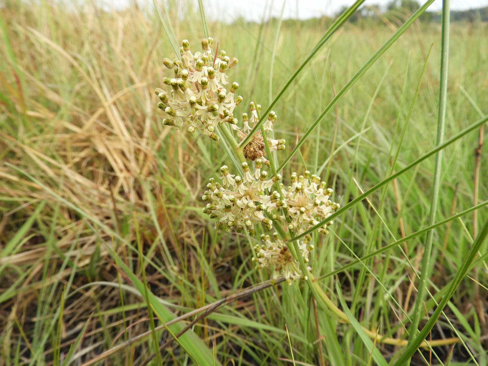 Xysmalobium holubii Xysmalobium holubii
