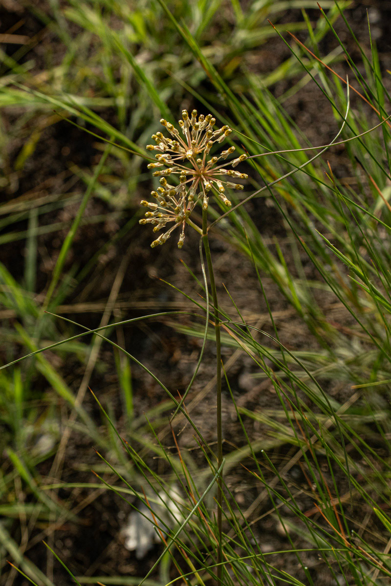 Xysmalobium holubii