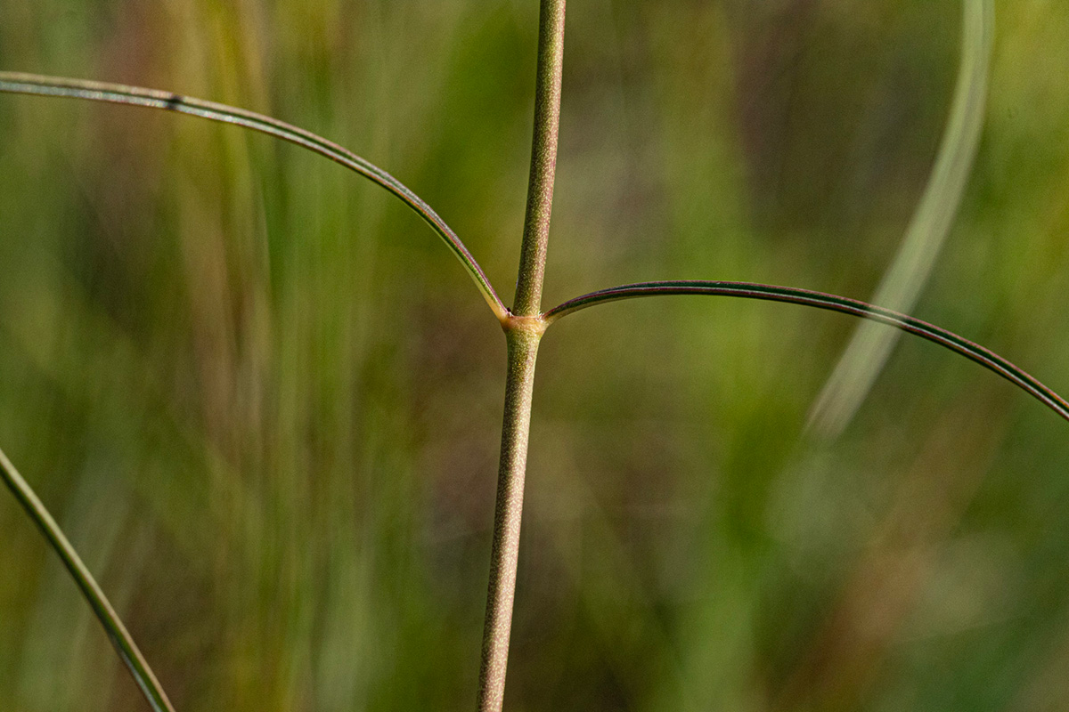 Xysmalobium holubii