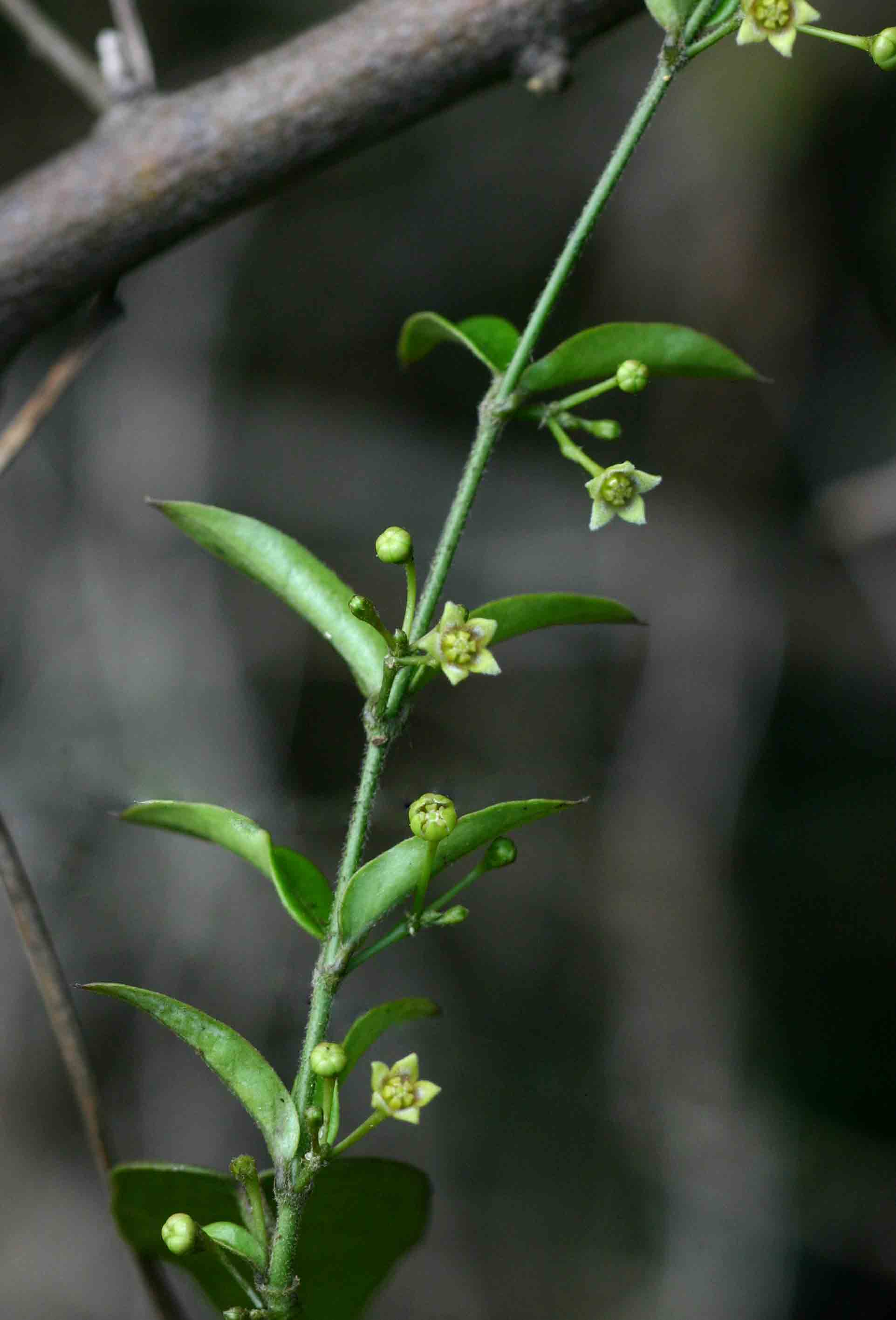 Vincetoxicum anomalum Vincetoxicum anomalum