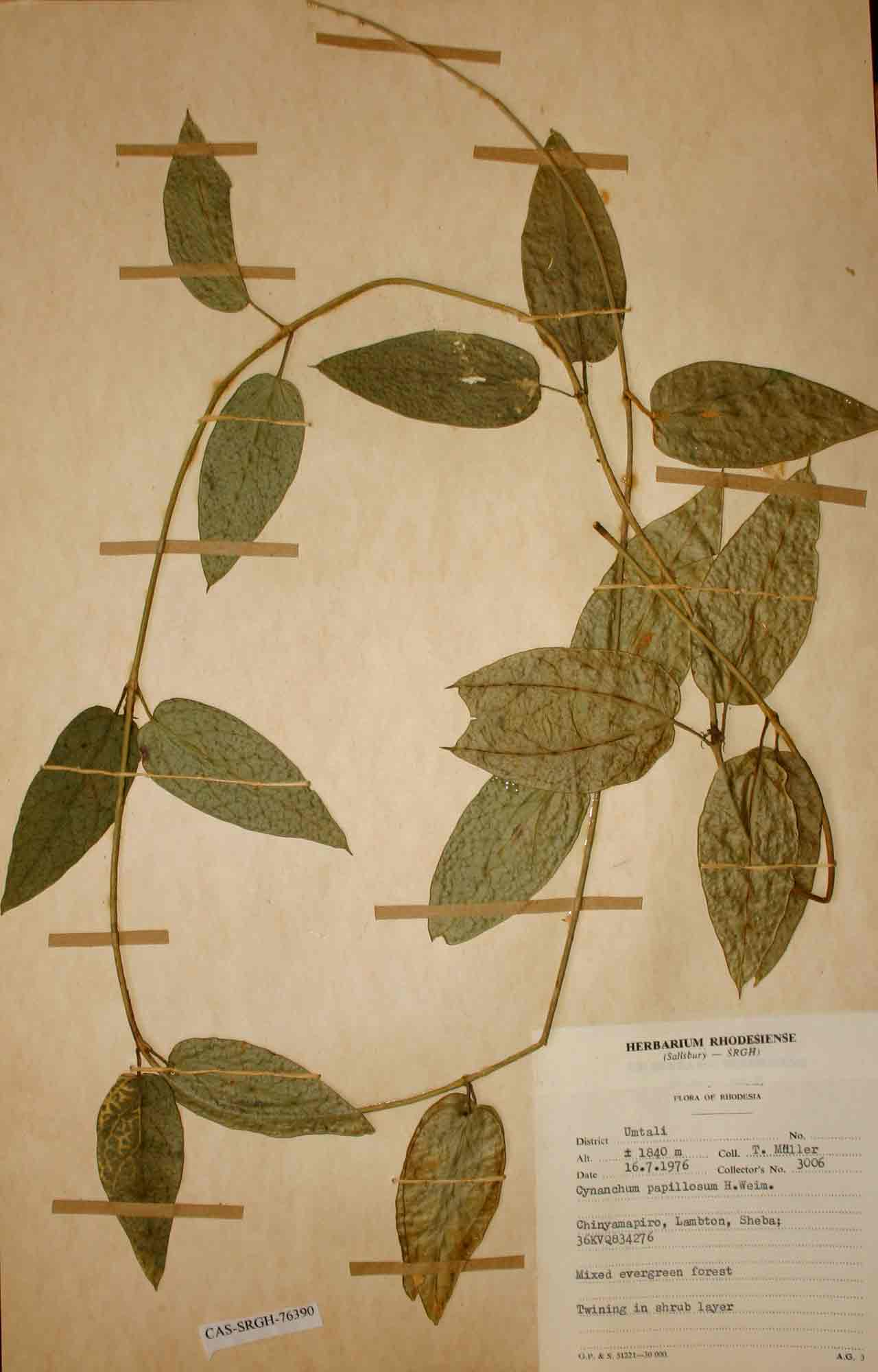 Vincetoxicum anomalum Vincetoxicum anomalum