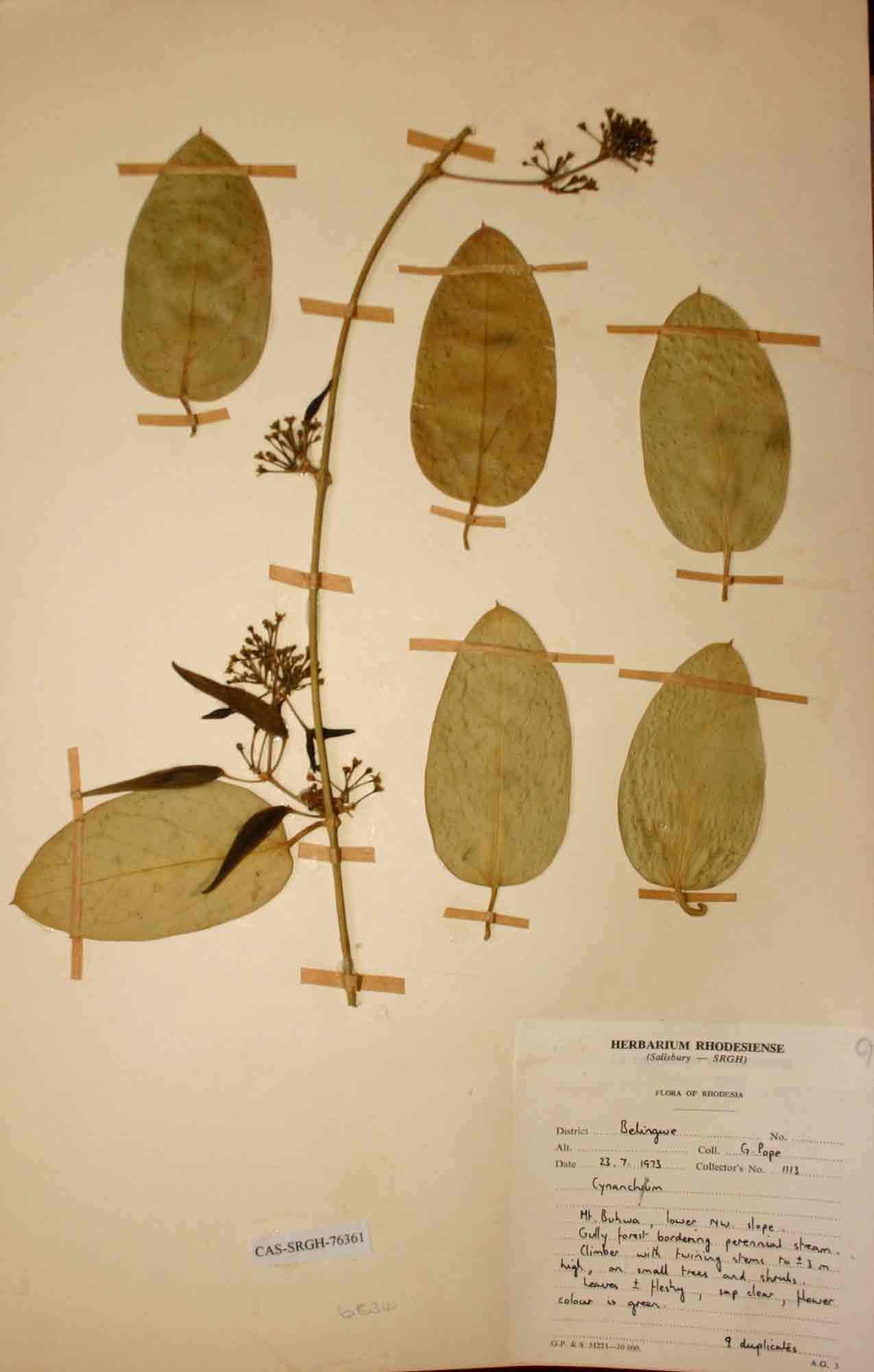 Vincetoxicum anomalum Vincetoxicum anomalum