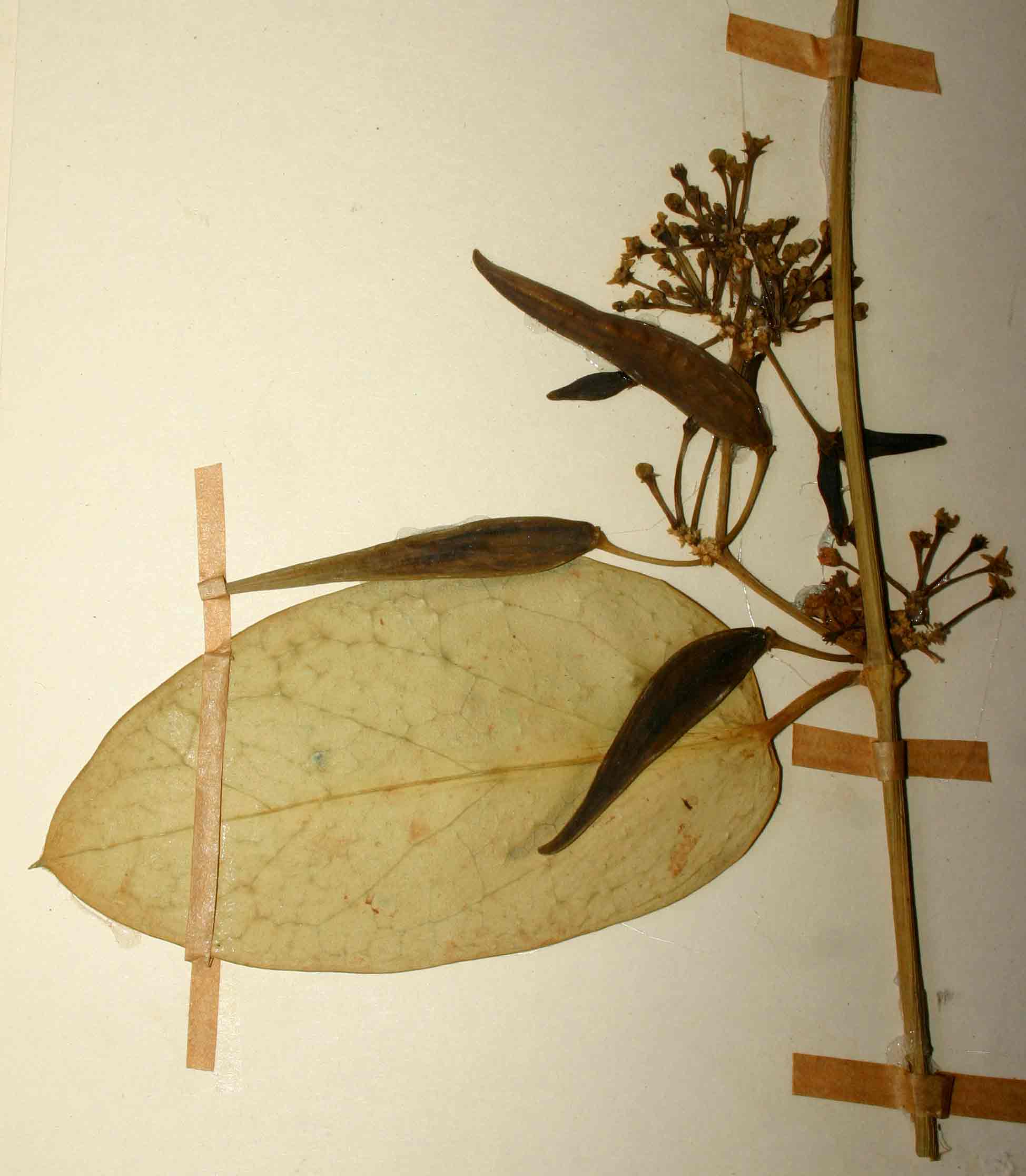 Vincetoxicum anomalum Vincetoxicum anomalum