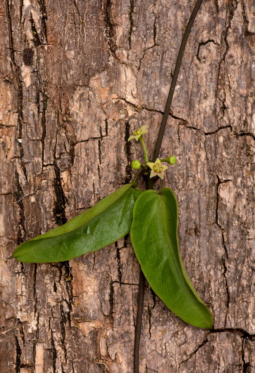 Vincetoxicum anomalum Vincetoxicum anomalum