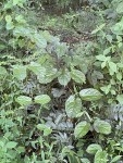Vincetoxicum conspicuum