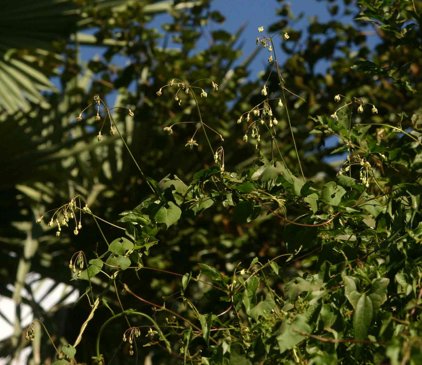 Pergularia daemia subsp. barbata Pergularia daemia subsp. barbata