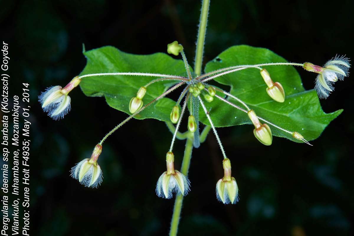 Pergularia daemia subsp. barbata