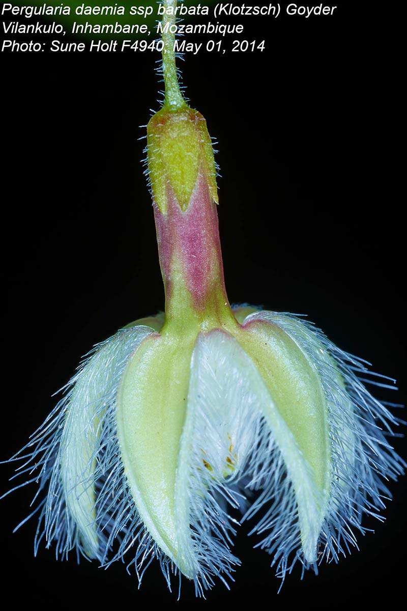 Pergularia daemia subsp. barbata