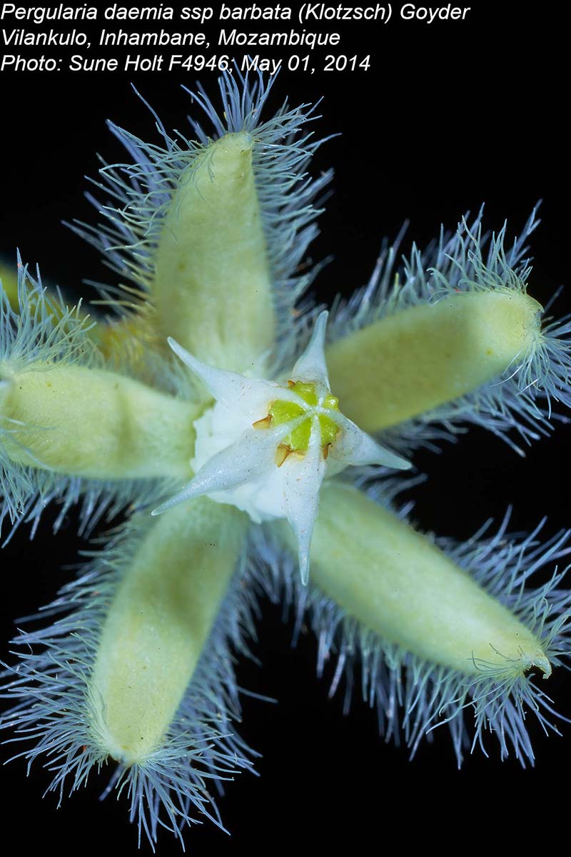 Pergularia daemia subsp. barbata