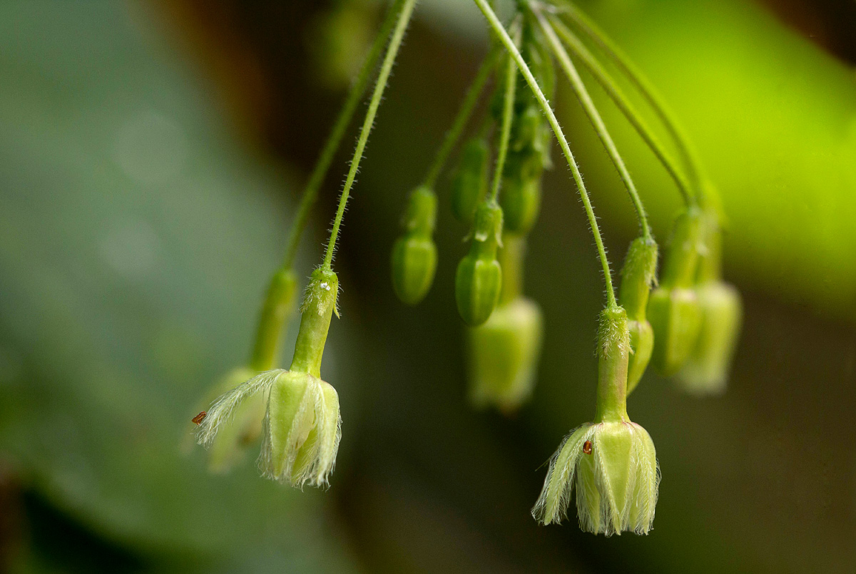 Pergularia daemia subsp. barbata