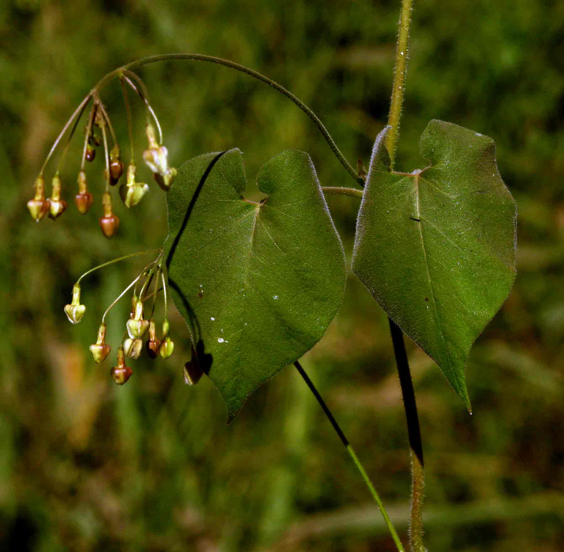 Pergularia daemia subsp. barbata Pergularia daemia subsp. barbata