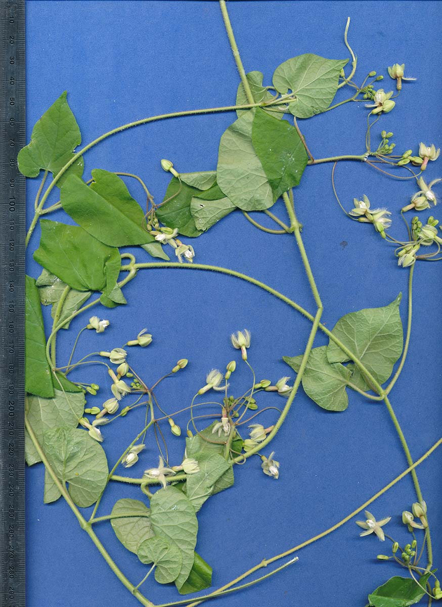 Pergularia daemia subsp. barbata