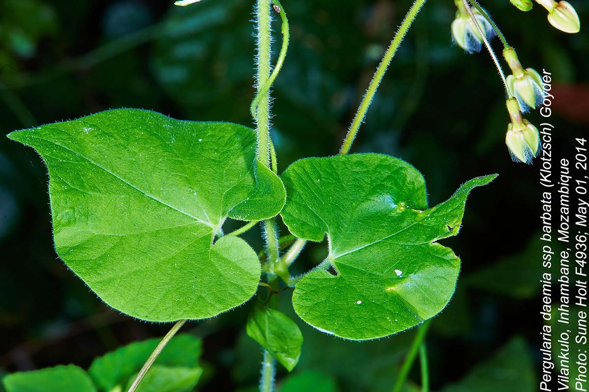 Pergularia daemia subsp. barbata