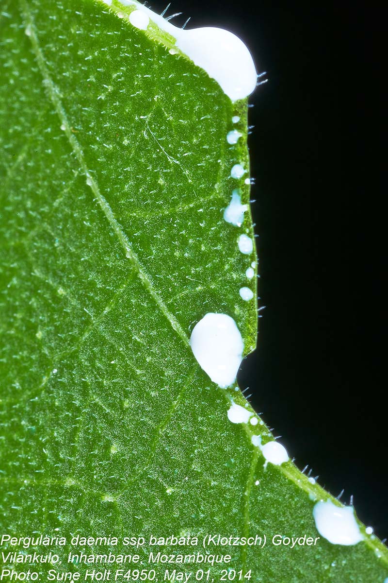 Pergularia daemia subsp. barbata